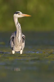 European Birds Species Drucke: Grey Heron