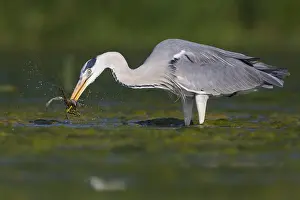 Grauer Reiher