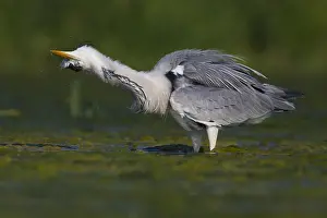 Wild Animals Europe Drucke: Grey Heron