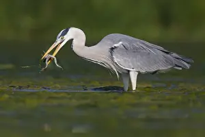 Gerahmter Druck : Grauer Reiher