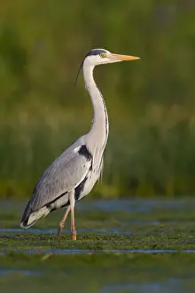 Wild Animals Europe Drucke: Grey Heron