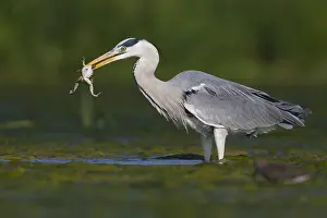 Wildlife Animals Drucke: Grey Heron