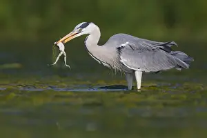 Gerahmter Druck : Grauer Reiher Gerahmter Druck : Grauer Reiher