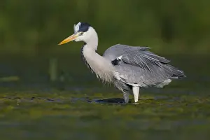 Ciconiiformes Family Birds Drucke: Grey Heron