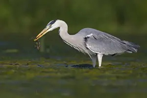 Wild Animals Europe Drucke: Grey Heron