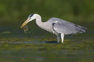 Gerahmter Druck : Grauer Reiher Gerahmter Druck : Grauer Reiher