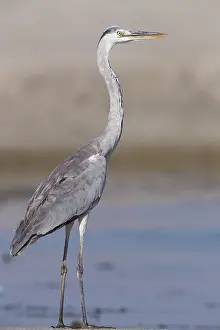 Grey Heron Juvenile Drucke: Grey Heron