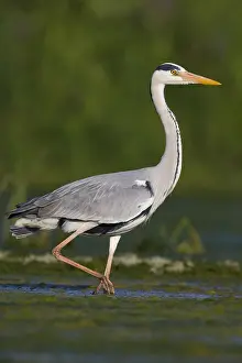 Grauer Reiher