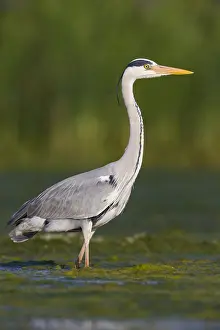 Ardea Cinerea Species Drucke: Grey Heron