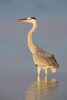 Grauer Reiher