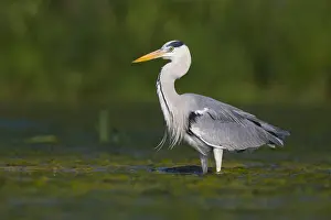 Ardea Cinerea Species Drucke: Grey Heron