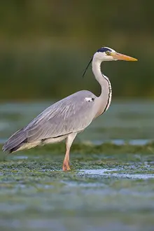 Ardea Cinerea Species Drucke: Grey Heron