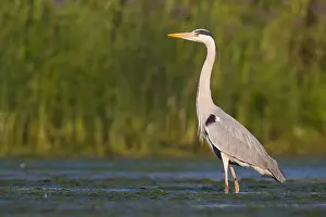 Ciconiiformes Family Birds Drucke: Grey Heron