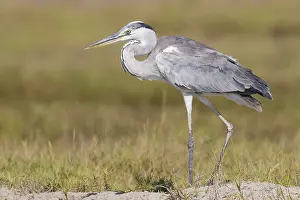 Grey Heron Juvenile Drucke: Grey Heron