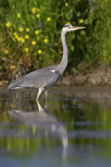 Ardea Cinerea Images Drucke: Grey Heron
