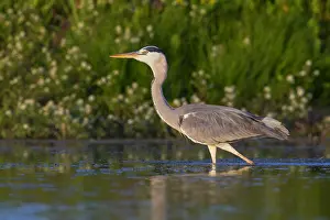 Ardea Cinerea Images Drucke: Grey Heron