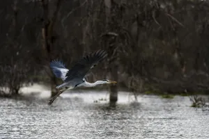 Ein Graureiher, Ardea cinerea, in Flug.