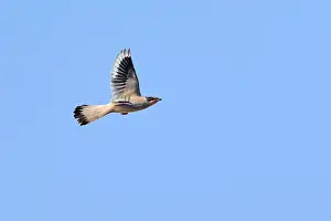 Dezember Drucke: Grauer Hypocolius, Hypocolius ampelinus