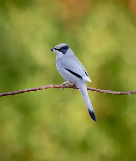 Asian Songbird Species Drucke: Grey Hypocolius, Hypocolius ampelinus