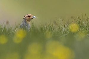Bilder Datiert 29. Mai 2020: Grauer Lerche, Perdix perdix