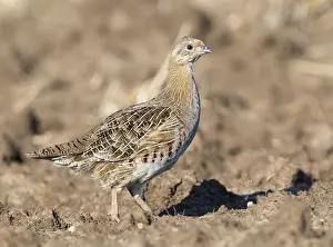 Perdix Perdix Drucke: Grey Partridge, Perdix perdix