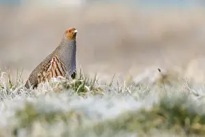 Perdix Perdix Drucke: Grey partridge; perdix perdix