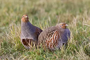 Winter Wildlife UK Drucke: Grey partridge; perdix perdix