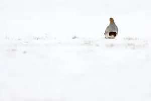 Snow Covered Landscape Drucke: Grey partridge; perdix perdix