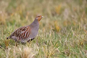 Perdix Perdix Drucke: Grey partridge; perdix perdix;