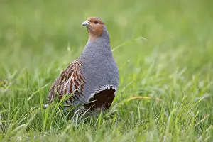 Perdix Perdix Drucke: Grey partridge; perdix perdix;