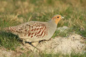 Perdix Perdix Drucke: Grey Partridge, Perdix perdix