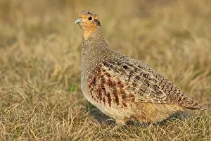 European Game Birds Drucke: Grey Partridge, Perdix perdix