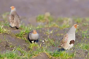 Threatened Species List Drucke: Grey Partridge, Perdix perdix