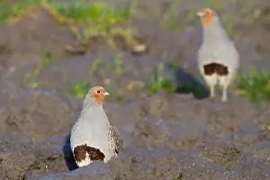 Januar Drucke: Grauer Wachtel, Perdix perdix