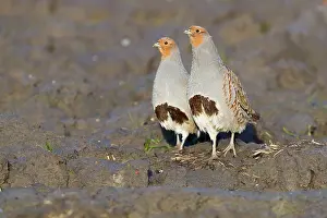 Perdix Perdix Drucke: Grey Partridge, Perdix perdix