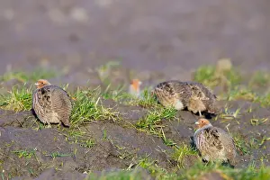 Perdix Perdix Drucke: Grey Partridge, Perdix perdix