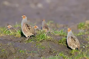 Threatened Species List Drucke: Grey Partridge, Perdix perdix