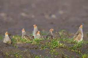 Perdix Perdix Drucke: Grey Partridge, Perdix perdix