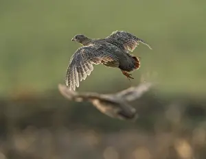 Netherlands Nature Photography Drucke: Grey Partridge, Perdix perdix