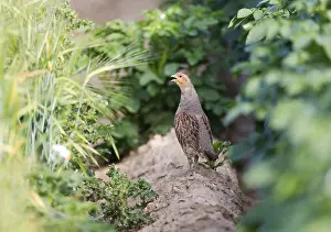 Wildlife In The Netherlands Drucke: Grey Partridge, Perdix perdix