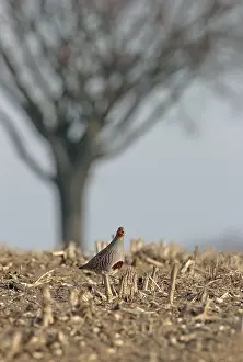 Perdix Perdix Drucke: Grey Partridge, Perdix perdix