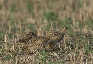 Perdix Perdix Drucke: Grey Partridge;Perdix perdix