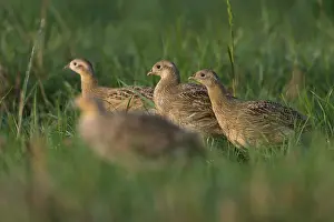 Perdix Perdix Drucke: Grey Partridge;Perdix perdix
