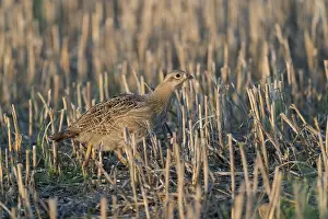 Perdix Perdix Drucke: Grey Partridge;Perdix perdix