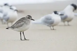 Grey Plover Drucke: Grey Plover