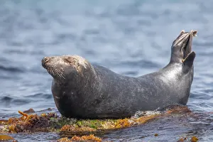Marine Mammal Europe Drucke: Grey seal