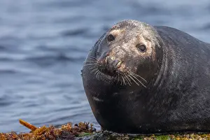 Ocean Wildlife Photography Drucke: Grey seal