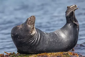 Bilder Datiert 17. Juni 2022: Ein Portrait eines Grauens (Halichoerus grypus)