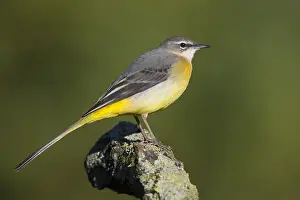 Grey Wagtail Bird Drucke: Grey Wagtail