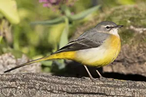 Grey Wagtail Bird Drucke: Grey Wagtail